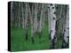 Aspen, Colorado, USA-Jerry Ginsberg-Premier Image Canvas