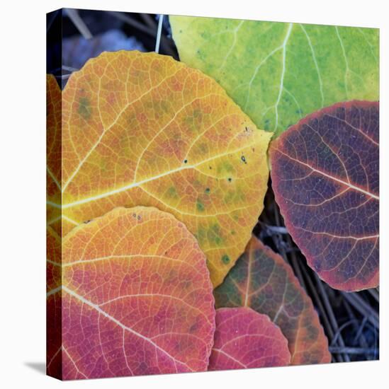 Aspen Fall Colors, Sierra Nevada-Vincent James-Premier Image Canvas