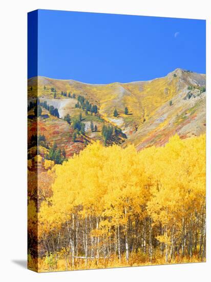 Aspen Forest at Dusk, Wellsville Mountains, Wasatch-Cache National Forest, Utah, USA-Scott T. Smith-Premier Image Canvas