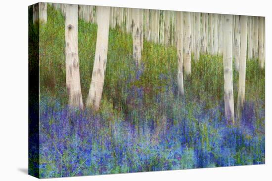 Aspen Forest Floor-Chris Vest-Stretched Canvas