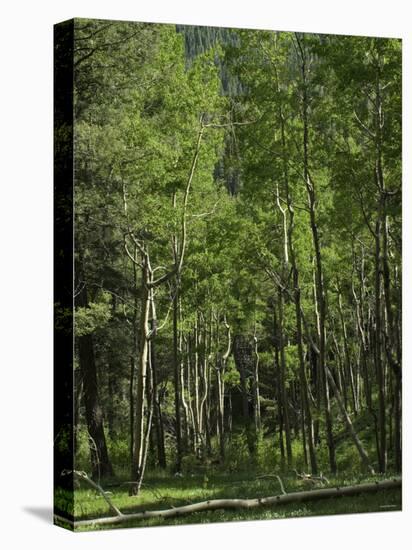 Aspen Forest in the Pecos Wilderness, Sangre De Cristo Mountains, New Mexico-null-Premier Image Canvas