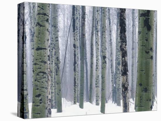 Aspen forest in winter, Methow Valley, Washington, USA-Charles Gurche-Premier Image Canvas
