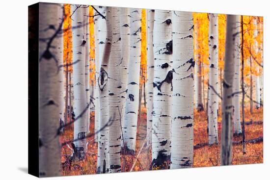 Aspen Forest-Lantern Press-Stretched Canvas