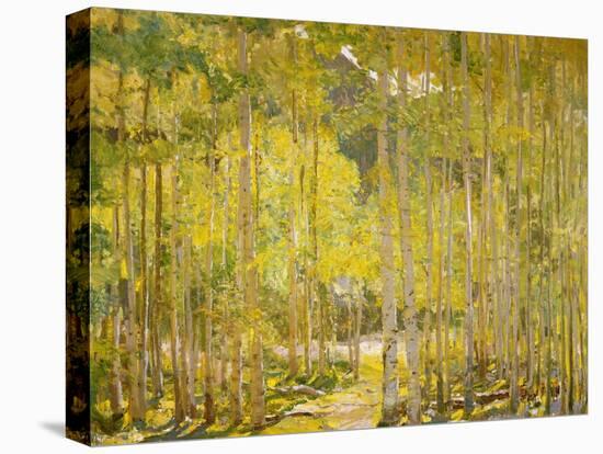 Aspen Forest-Oscar Berninghouse-Stretched Canvas