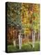 Aspen Glen I-David Drost-Premier Image Canvas