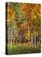 Aspen Glen II-David Drost-Premier Image Canvas