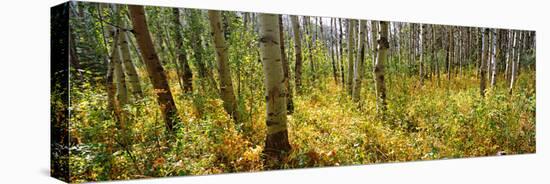 Aspen Grove at Two Medicine Valley, Us Glacier National Park, Montana, USA-null-Premier Image Canvas