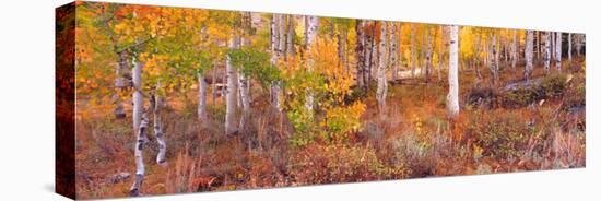 Aspen Grove Autumn Color, Logan Canyon, Utah, USA-Terry Eggers-Premier Image Canvas