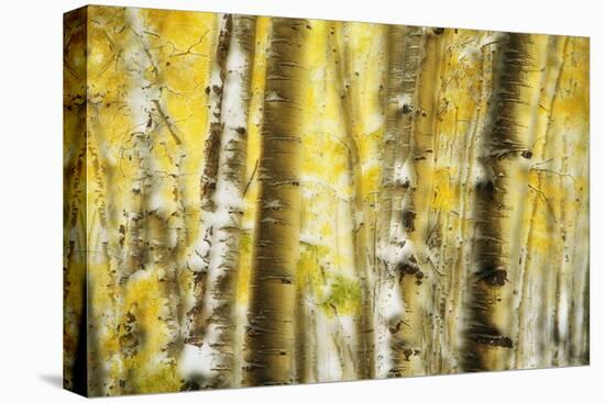 Aspen Grove Blanketed with Snow-Darrell Gulin-Premier Image Canvas