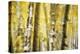 Aspen Grove Blanketed with Snow-Darrell Gulin-Premier Image Canvas