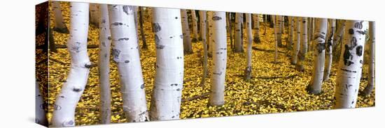 Aspen Grove, Cumbres Pass, San Juan Mountains, Colorado, Usa-null-Premier Image Canvas