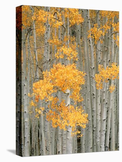 Aspen Grove, Fish Lake Plateau Near Fish Lake National Forest, Utah, USA-Scott T^ Smith-Premier Image Canvas