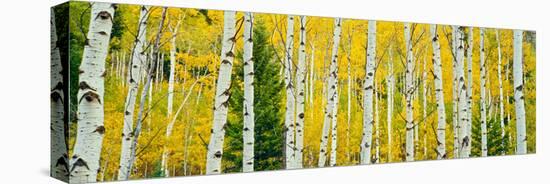 Aspen Grove, Granite Canyon Trail, Grand Teton National Park, Wyoming, Usa-null-Premier Image Canvas