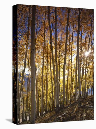 Aspen Grove, Gunnison National Forest, Colorado, USA-Charles Gurche-Premier Image Canvas