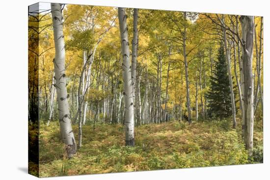 Aspen Grove I-Danny Head-Premier Image Canvas