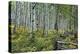 Aspen Grove II-Larry Malvin-Premier Image Canvas