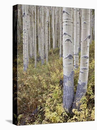Aspen Grove in Early Fall, White River National Forest, Colorado-James Hager-Premier Image Canvas