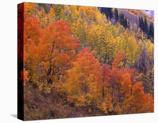 Aspen grove in fall colors, Washington Gulch, Gunnison National Forest, Colorado-Tim Fitzharris-Stretched Canvas