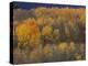Aspen Grove in Fall, Victor, Idaho, USA-Jamie & Judy Wild-Premier Image Canvas