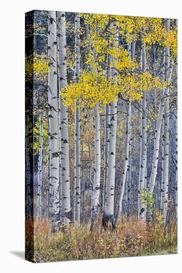 Aspen Grove in glowing golden colors of autumn, Aspen Township, Colorado-Darrell Gulin-Premier Image Canvas