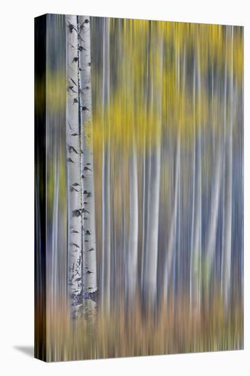 Aspen Grove in golden autumn colors, Aspen Township, Colorado-Darrell Gulin-Premier Image Canvas