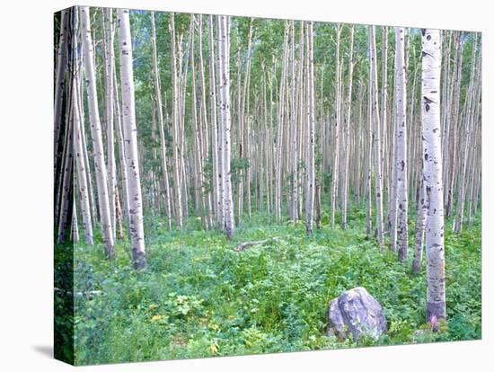 Aspen Grove in McClure Pass, Colorado, USA-Julie Eggers-Premier Image Canvas