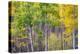 Aspen Grove in Santa Fe National Forest in Autumn-forestpath-Premier Image Canvas