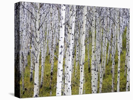 Aspen Grove near East Glacier, Montana, USA-Chuck Haney-Premier Image Canvas