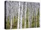 Aspen Grove near East Glacier, Montana, USA-Chuck Haney-Premier Image Canvas