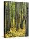 Aspen grove, Okanogan National Forest, Washington, USA-Charles Gurche-Premier Image Canvas