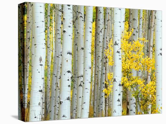 Aspen Grove, White River National Forest, Colorado, USA-Rob Tilley-Premier Image Canvas