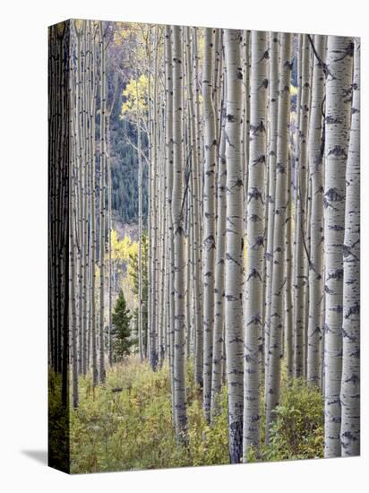 Aspen Grove with Early Fall Colors, Maroon Lake, Colorado, United States of America, North America-James Hager-Premier Image Canvas