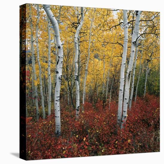 Aspen in autumn at Uinta National Forest-Micha Pawlitzki-Premier Image Canvas