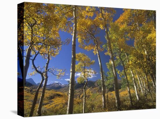 Aspen in fall colors and Maroon Bells, Elk Mountains, Snowmass Wilderness, Colorado-Tim Fitzharris-Stretched Canvas