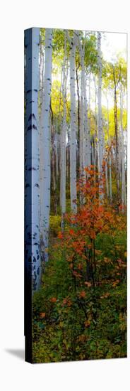 Aspen in the Day I-Kathy Mansfield-Premier Image Canvas