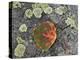 Aspen Leaf Turning Red and Orange on a Lichen-Covered Rock-James Hager-Premier Image Canvas