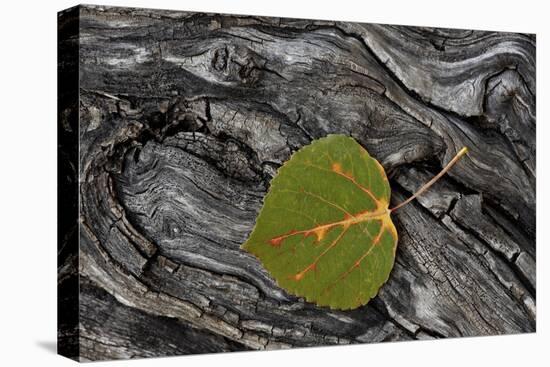 Aspen Leaf Turning Red-James Hager-Premier Image Canvas