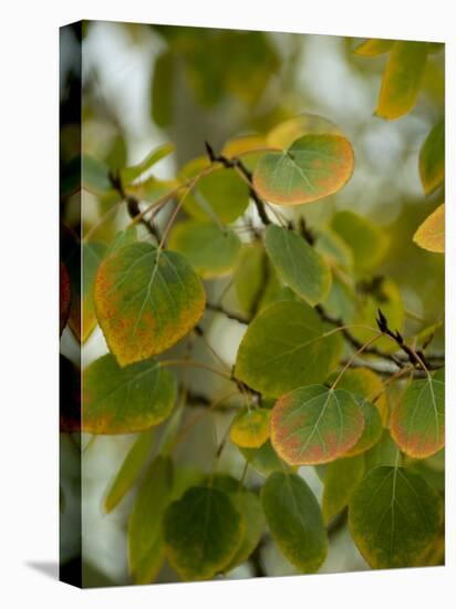 Aspen Leaves Turning Color, Vail, Colorado, USA-Cindy Miller Hopkins-Premier Image Canvas