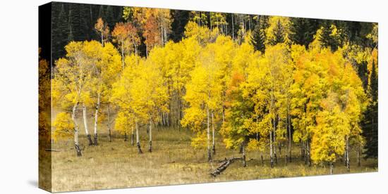 Aspen Leaves Turning Near the Colorado River, Colorado, USA-Maresa Pryor-Premier Image Canvas