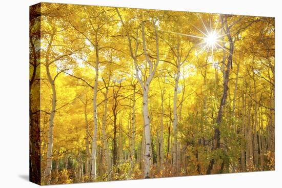 Aspen Morning-Darren White Photography-Premier Image Canvas