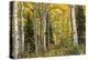 Aspen Panorama-Danny Head-Premier Image Canvas