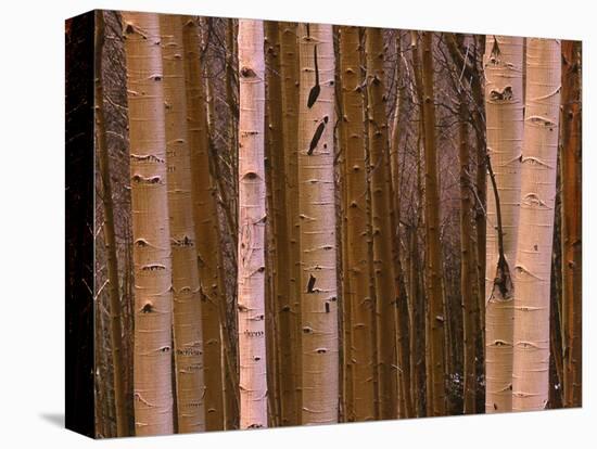 Aspen's in Winter-Art Wolfe-Premier Image Canvas