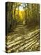 Aspen Tree Shadows and Old Country Road, Kebler Pass, Colorado, USA-Darrell Gulin-Premier Image Canvas