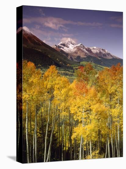 Aspen Tree, Snowcapped Mountain, San Juan National Forest, Colorado, USA-Stuart Westmorland-Premier Image Canvas