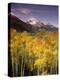 Aspen Tree, Snowcapped Mountain, San Juan National Forest, Colorado, USA-Stuart Westmorland-Premier Image Canvas