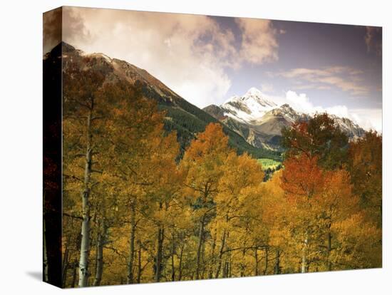 Aspen Tree, Snowcapped Mountain, San Juan National Forest, Colorado, USA-Stuart Westmorland-Premier Image Canvas