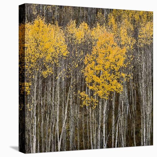 Aspen Trees 2-Jamie Cook-Premier Image Canvas