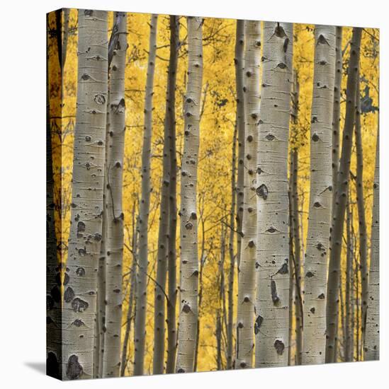 Aspen Trees 3-Jamie Cook-Premier Image Canvas