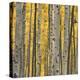 Aspen Trees 3-Jamie Cook-Premier Image Canvas