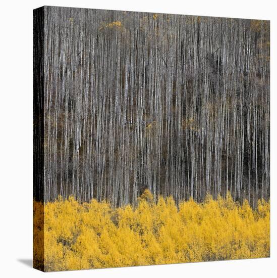 Aspen Trees 4-Jamie Cook-Premier Image Canvas